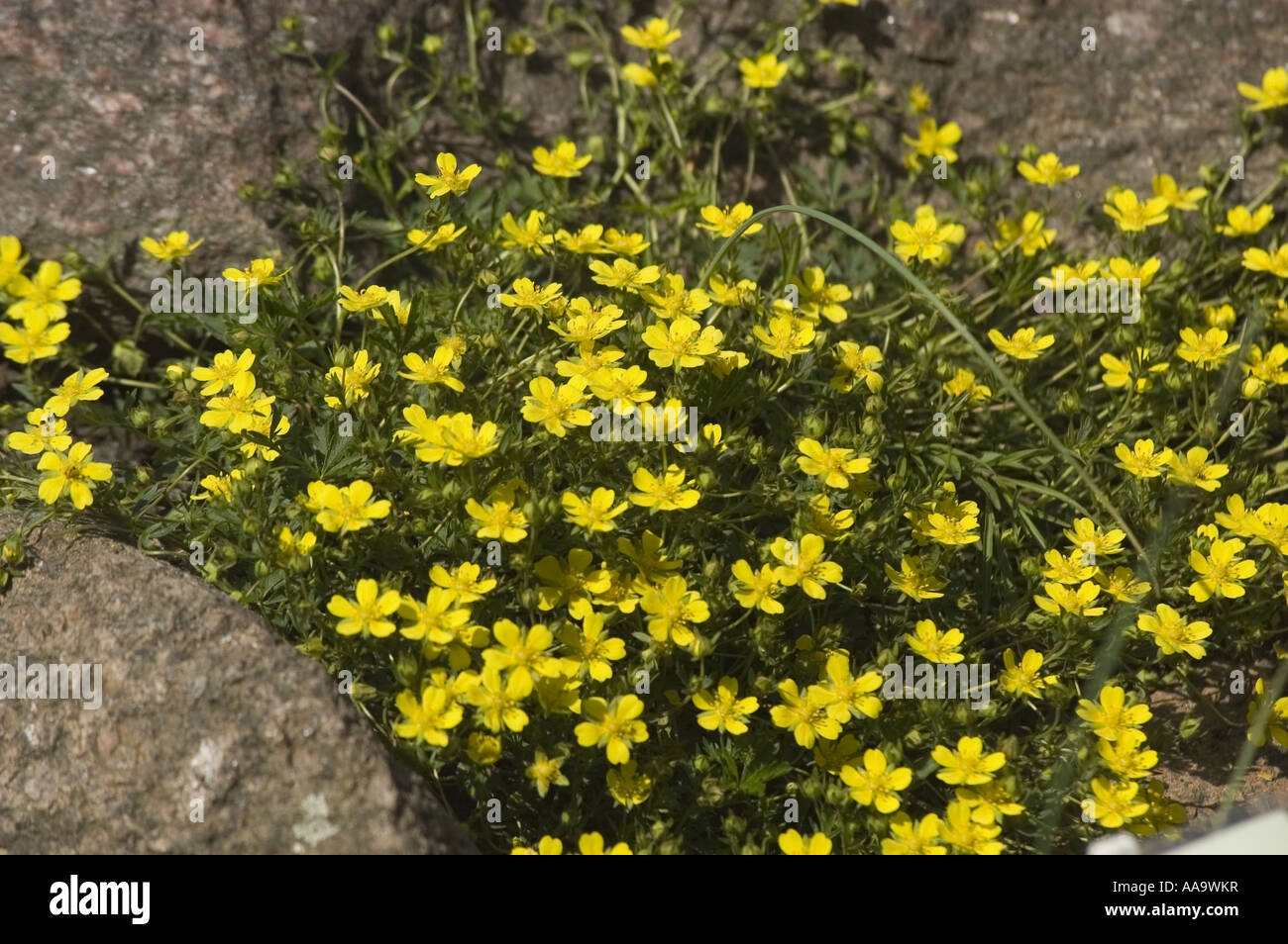Many yellow spring flowers of Valais Stock growing in rock mountain garden, Matthiola fruticulosa valesiaca, Stock Photo