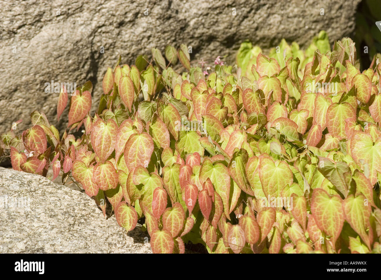 Many green yellow and red leaves of Alpine epimedium in rock mountain garden - Berberidaceae - Epimedium alpinum Stock Photo