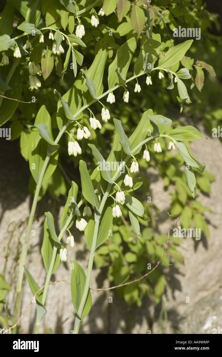Spring plant and flowers of Solomon  Seal - polygonatum multiflorum Stock Photo
