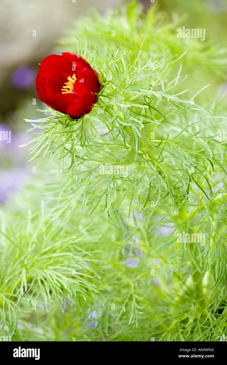 Red spring flower of Fernleaf Peony, Paeoniaceae, Paeonia tenuifolia, Europe, Asia Stock Photo