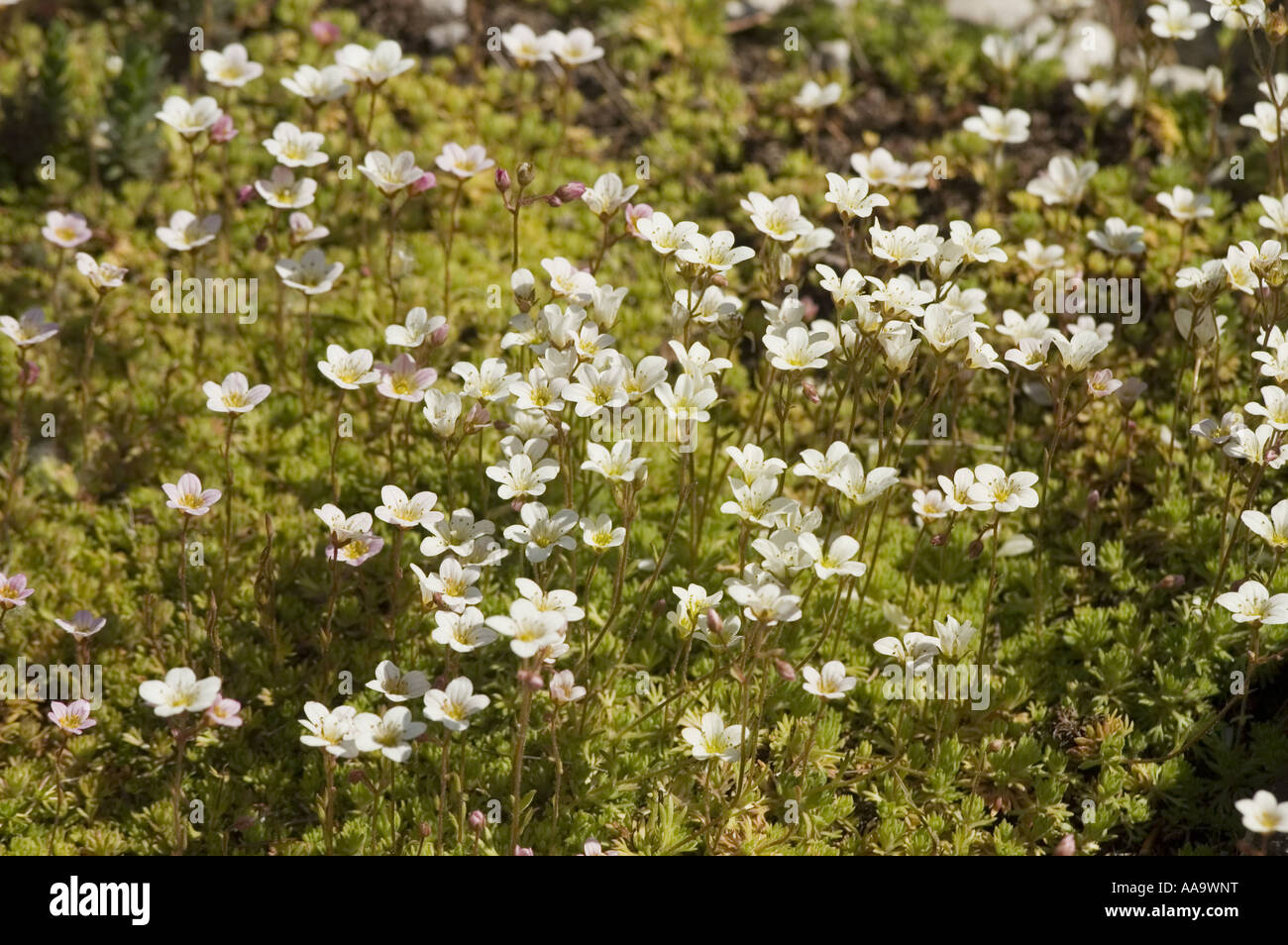 White flowers of Moss Saxifrage - Saxifragaceae, saxifraga hypnoides,.rock mountain garden, Europe Stock Photo