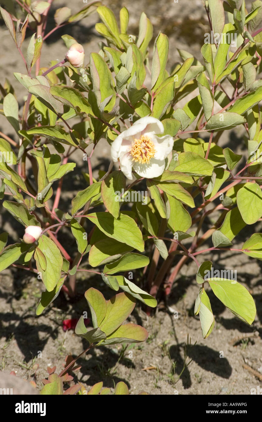 White flowers of Caucasian Peony Molly the Witch - Paeonia Mlokosewitschii  or daurica,  Caucasian Range, Asia Stock Photo