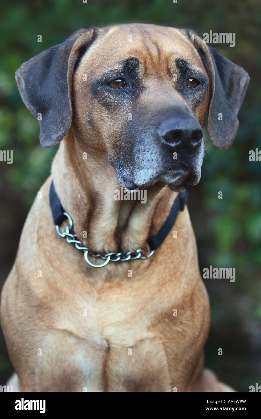 Rhodesian Ridgeback lion Dog African Lion Hound Stock Photo Alamy