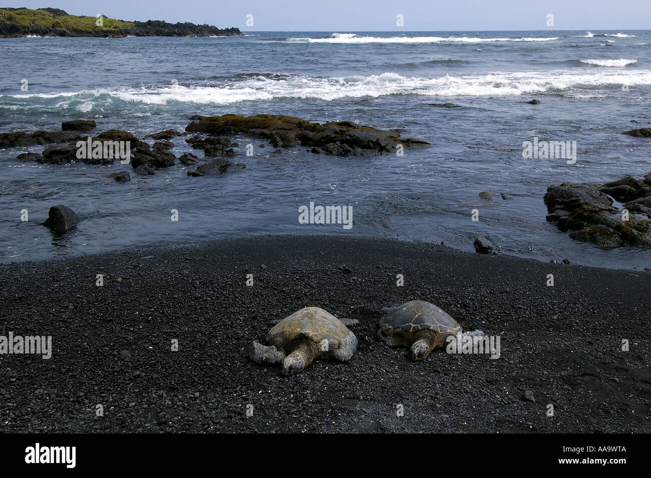 Green Sea Turtles Chelonia Mydas Resting On Shore Black Sand Beach Big