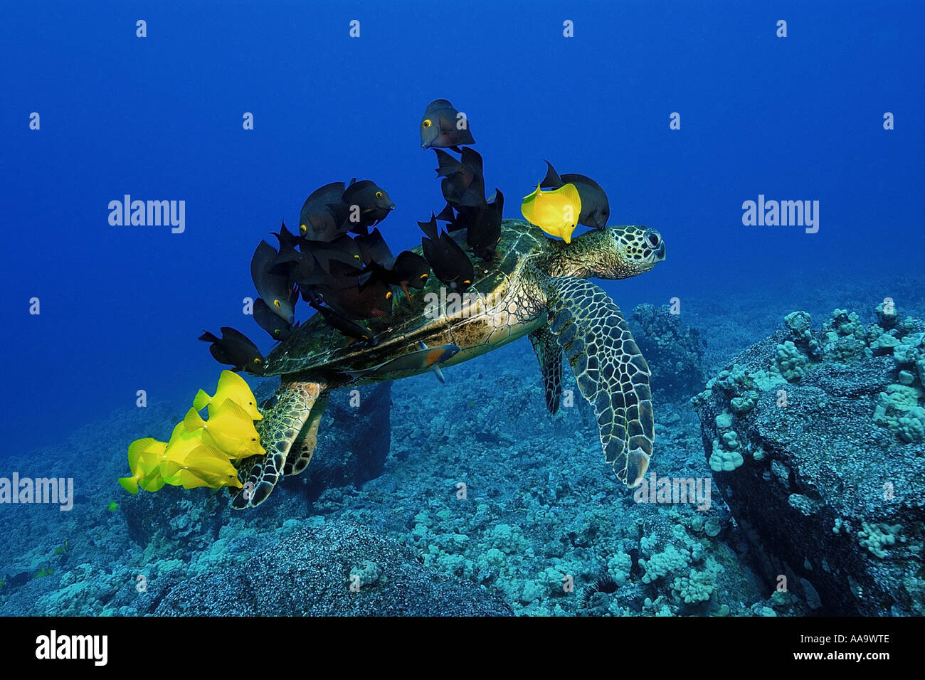 Green sea turtle Chelonia mydas cleaned by yellow tangs and lined bristletooth Kailua Kona Hawaii Pacific Stock Photo