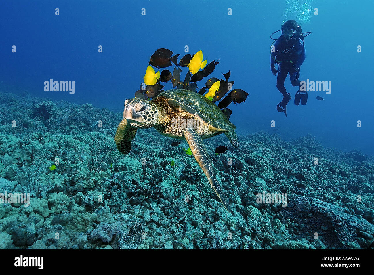Diver observes as green sea turtle Chelonia mydas is cleaned by yellow tangs and lined bristletooth Kailua Kona Hawaii Pacific Stock Photo