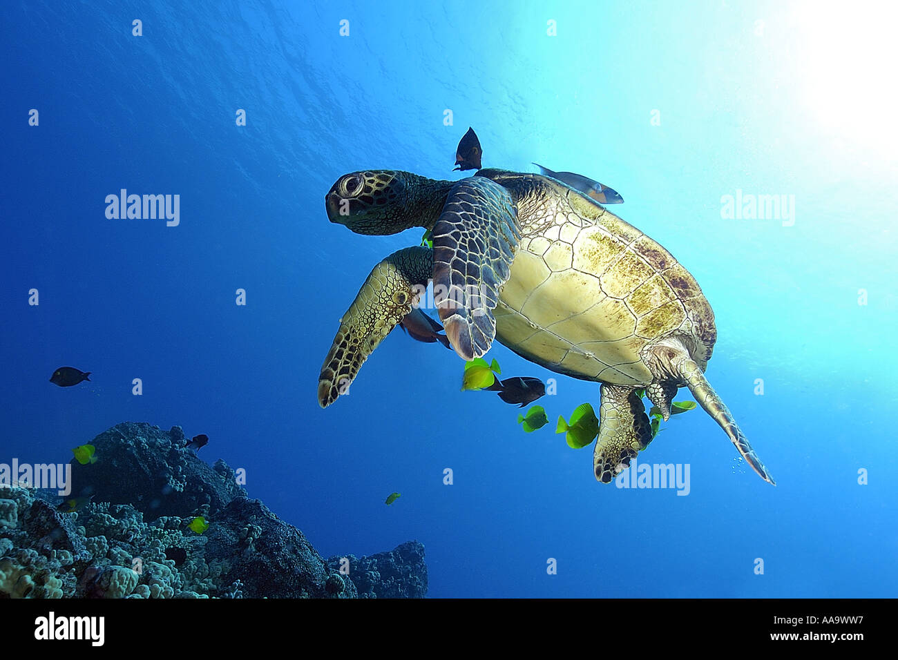 Green sea turtle Chelonia mydas cleaned by yellow tangs and lined bristletooth Kailua Kona Hawaii Pacific Stock Photo
