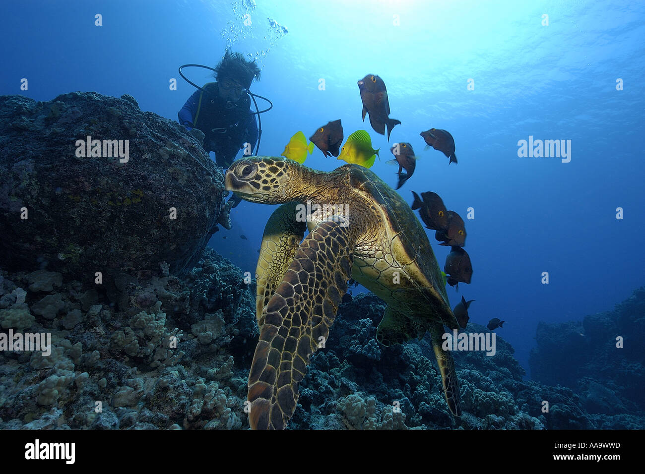 Diver observes as green sea turtle Chelonia mydas is cleaned by yellow tangs and lined bristletooth Kailua Kona Hawaii Pacific Stock Photo