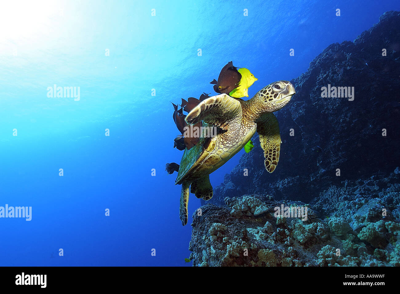 Green sea turtle Chelonia mydas cleaned by yellow tangs and lined bristletooth Kailua Kona Hawaii Pacific Stock Photo
