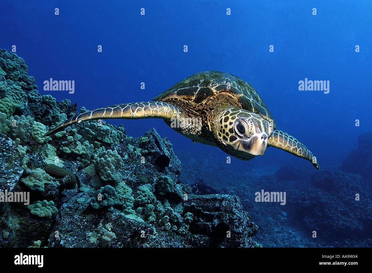 Green sea turtle Chelonia mydas Kailua Kona Hawaii Pacific Stock Photo