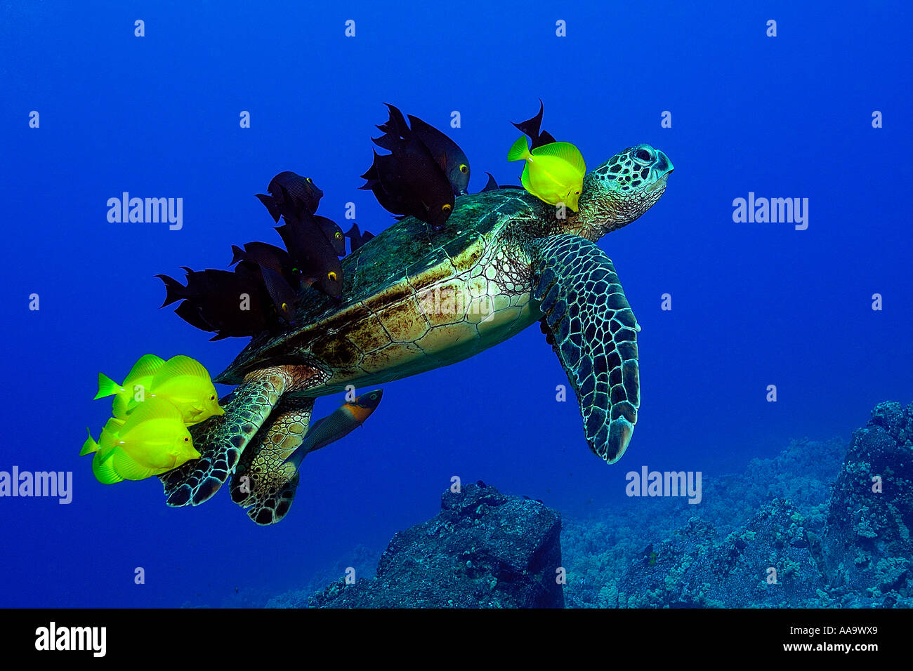 Green sea turtle Chelonia mydas cleaned by yellow tangs and lined bristletooth Kailua Kona Hawaii USA Stock Photo