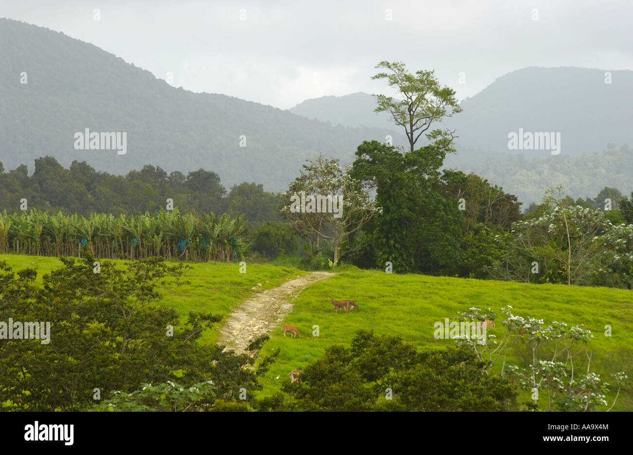 The tropical rainforest on Basse-Terre, Guadeloupe FR Stock Photo