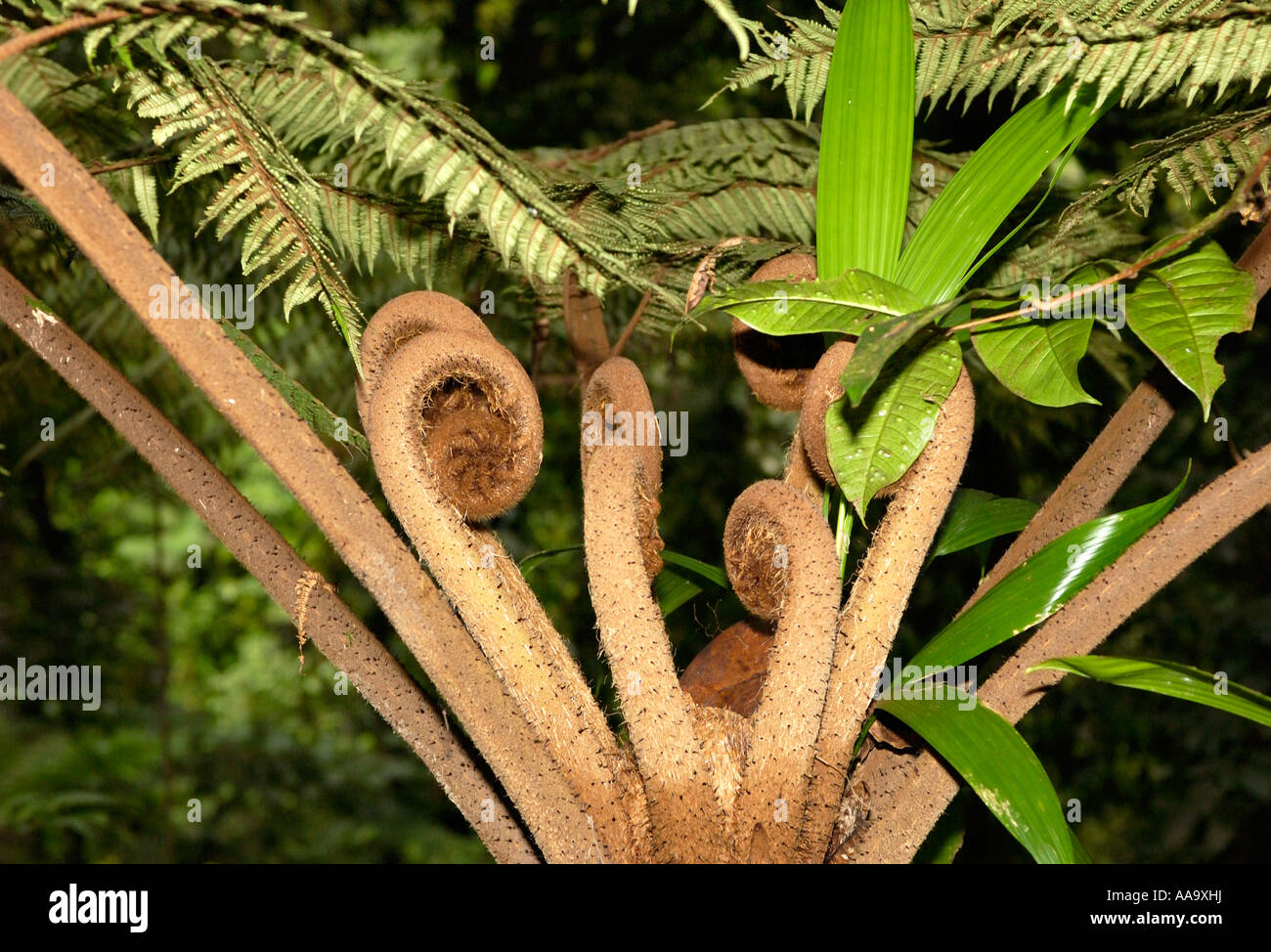 Fern plants in the rainforest, Guadeloupe FR Stock Photo
