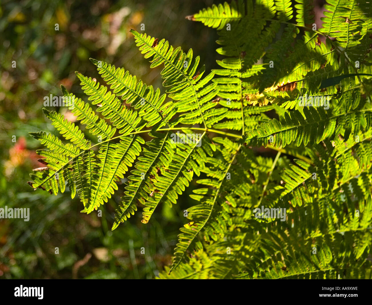 Sunlight on fern leaves hi-res stock photography and images - Alamy
