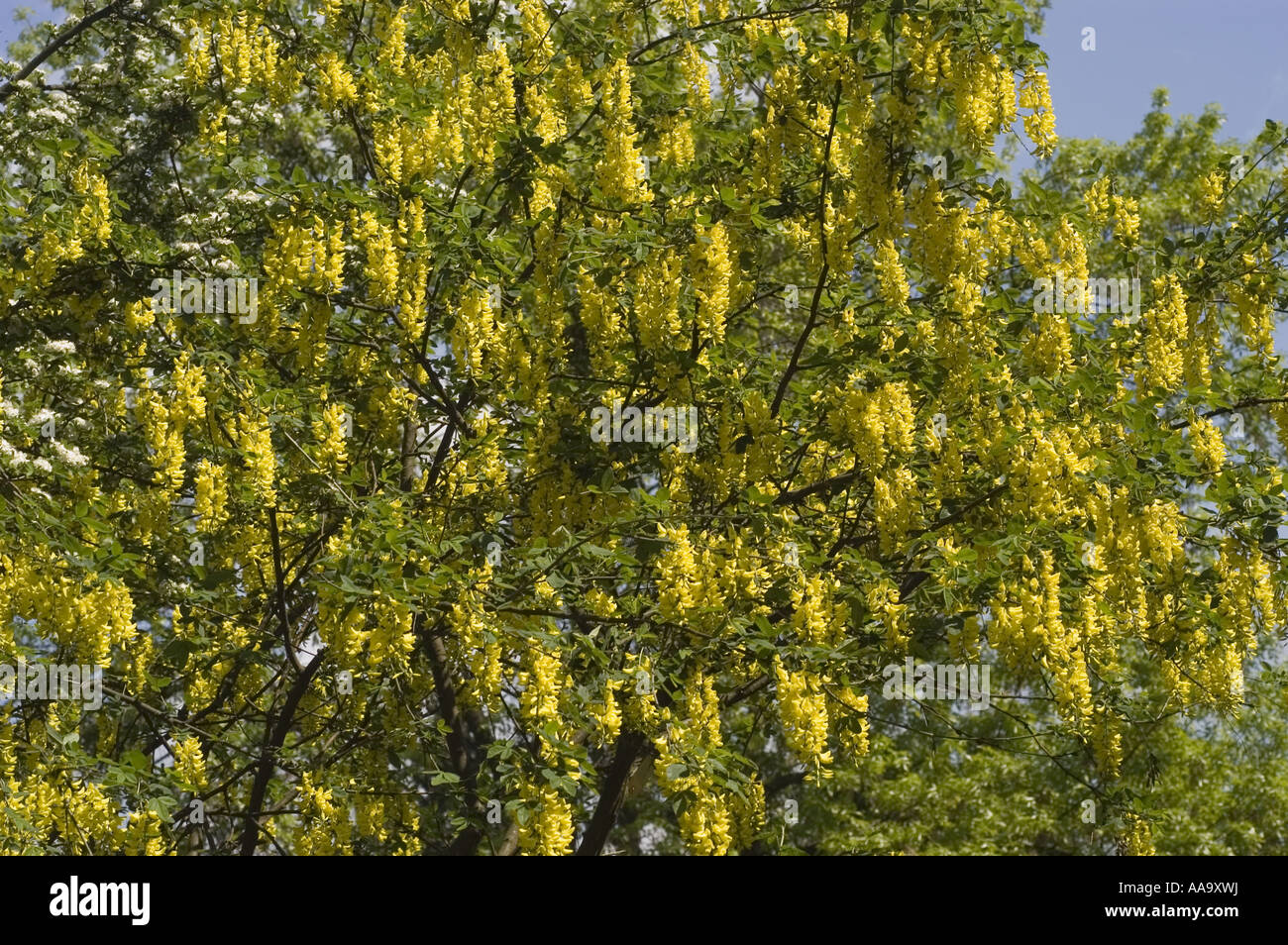 Yellow spring flowers of Common Laburnum Laburnum anagyroides Stock Photo Alamy