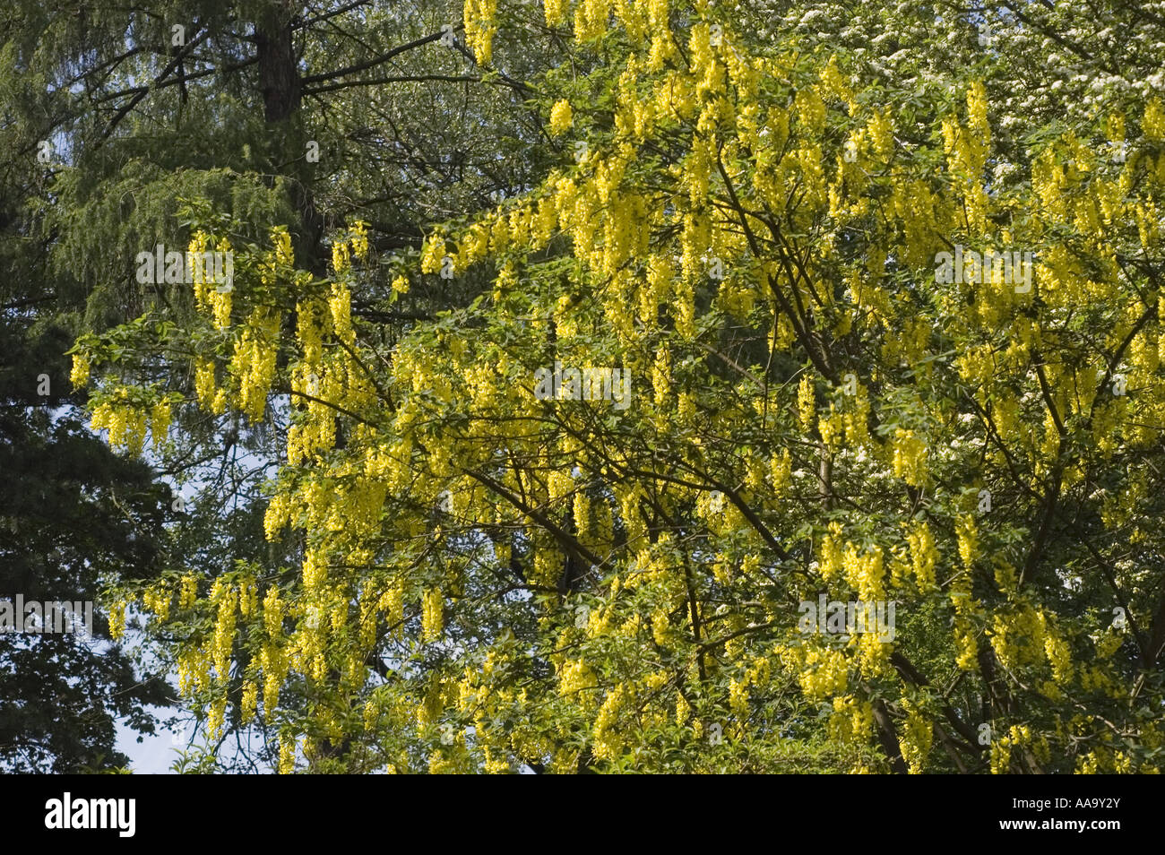 Yellow spring flowers of Common Laburnum Laburnum anagyroides Stock Photo Alamy