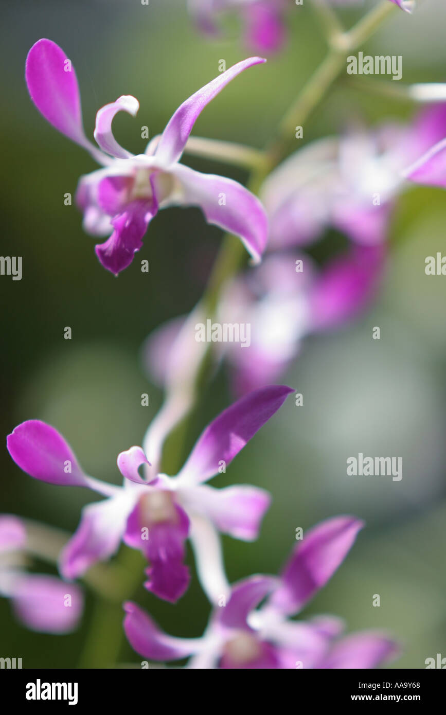 Florida, tropical plant, flora, growing, life, flower, orchid, purple, Stock Photo