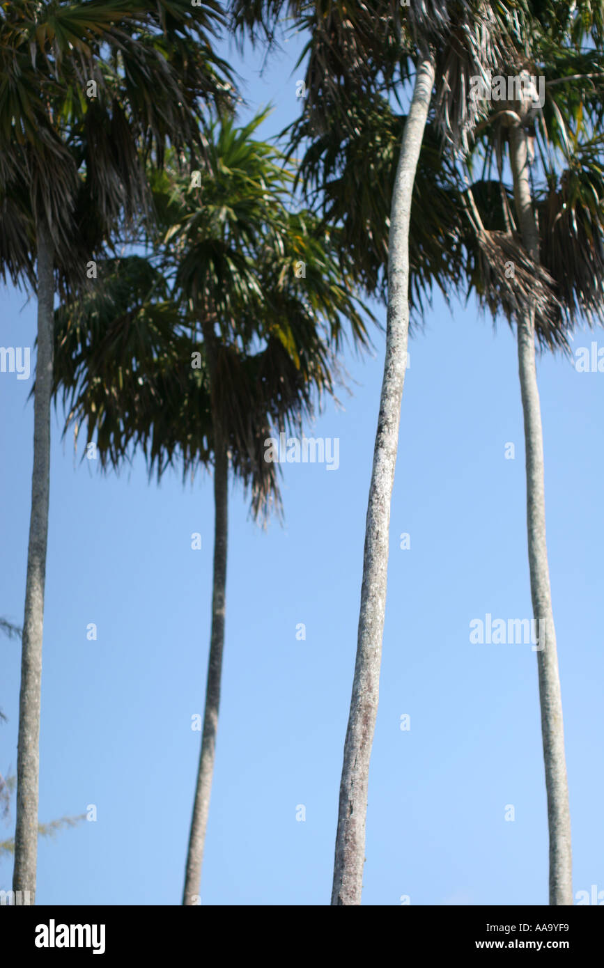 Florida, tropical plant, flora, growing, life, palm trees, long thin