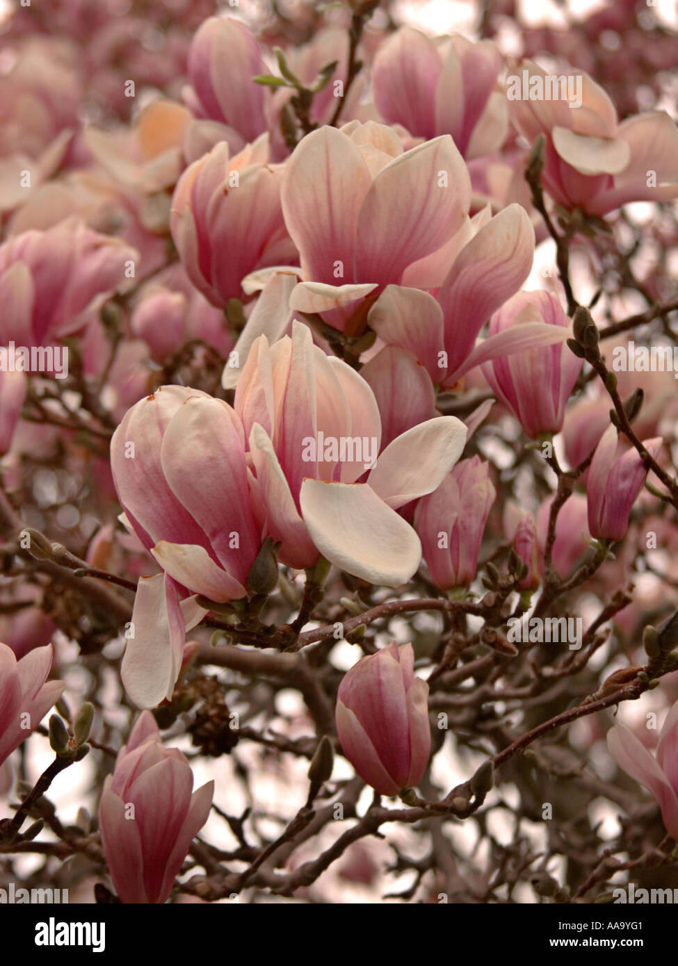 Magnolia grandiflora blossoms hi-res stock photography and images - Alamy