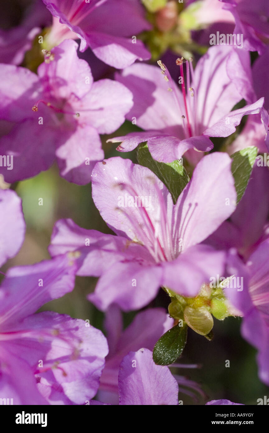 Blue violet Azalea Rhododendron blooming flowers closeup Stock Photo