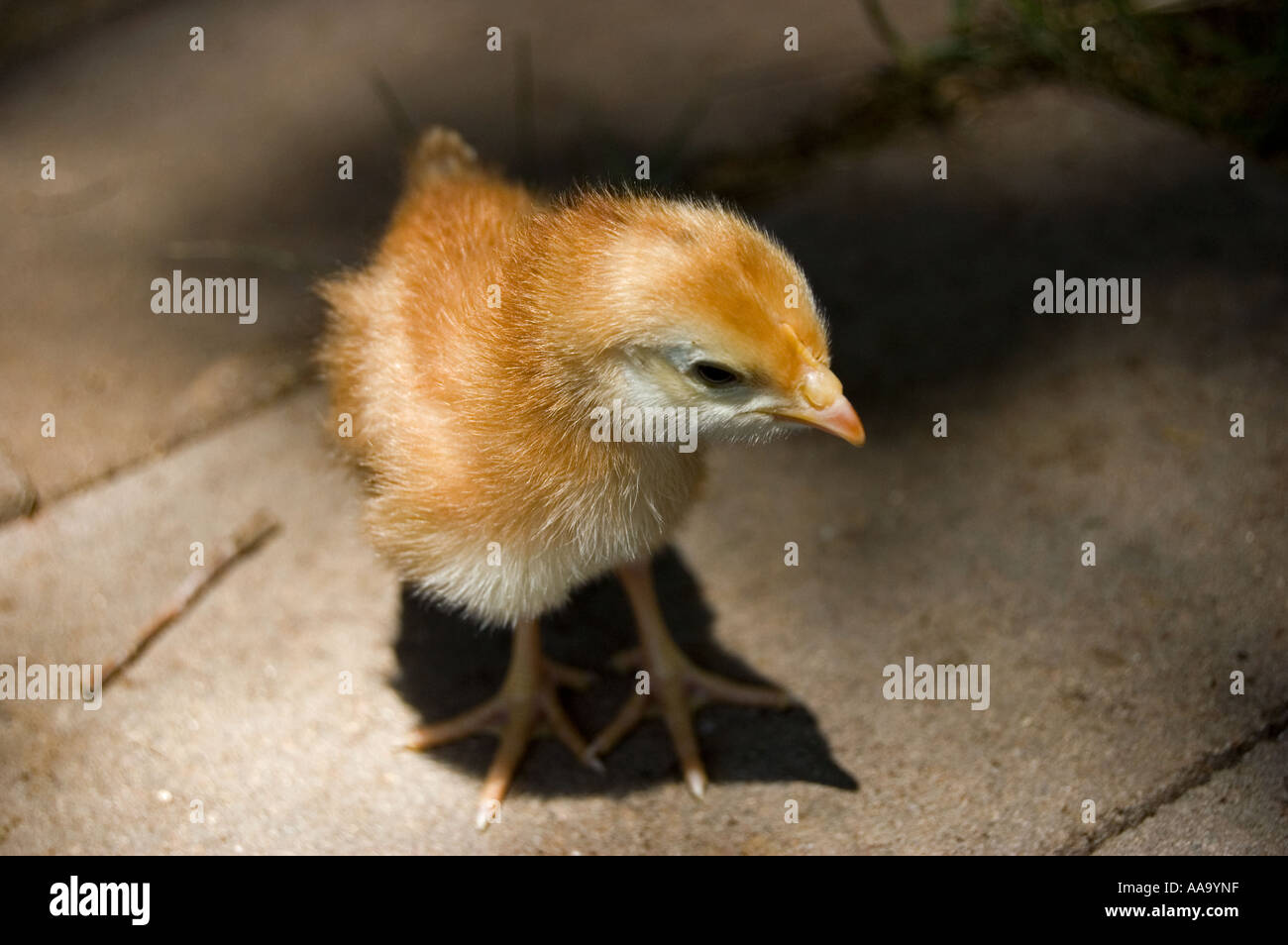 Cute fluffy baby chick pet Stock Photo Alamy