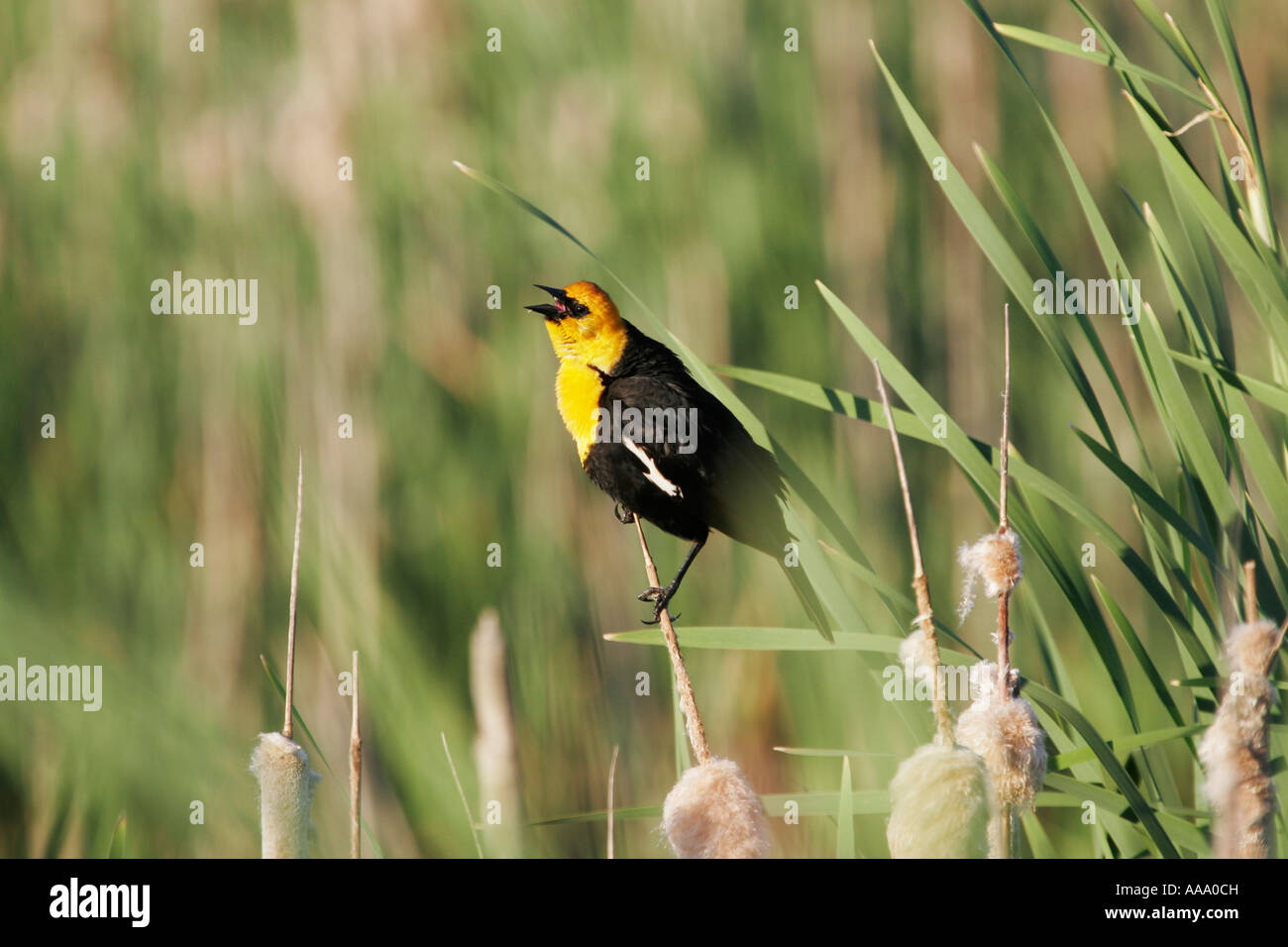 Yellow Headed blackbird perched on grass singing. Stock Photo