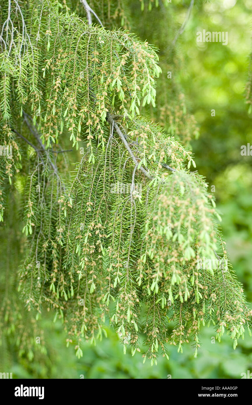 Temple Juniper or Needle Juniper - Cypressaceae - Juniperus rigida - Korea, China Stock Photo