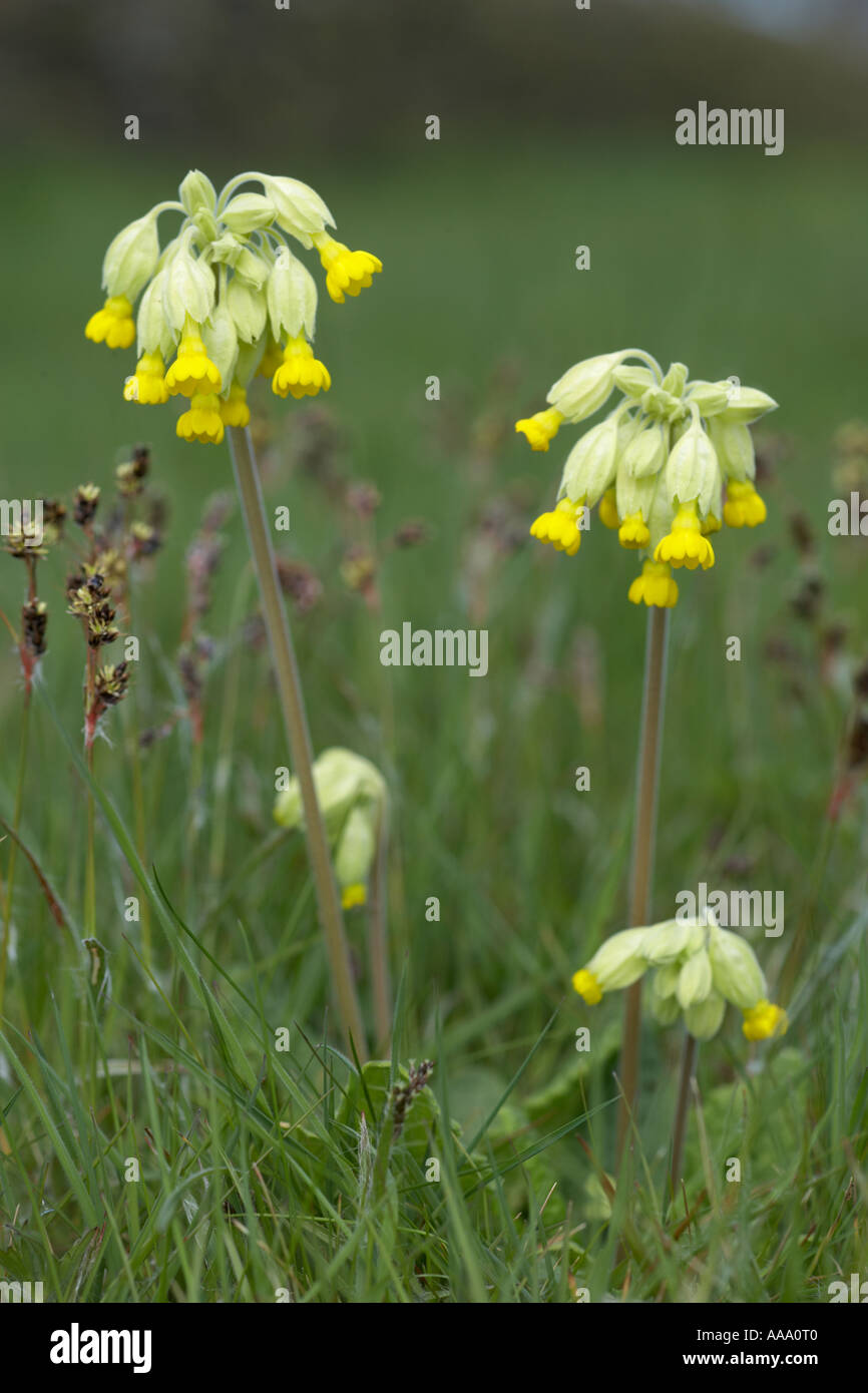 Close up flowers growing on hi-res stock photography and images - Alamy