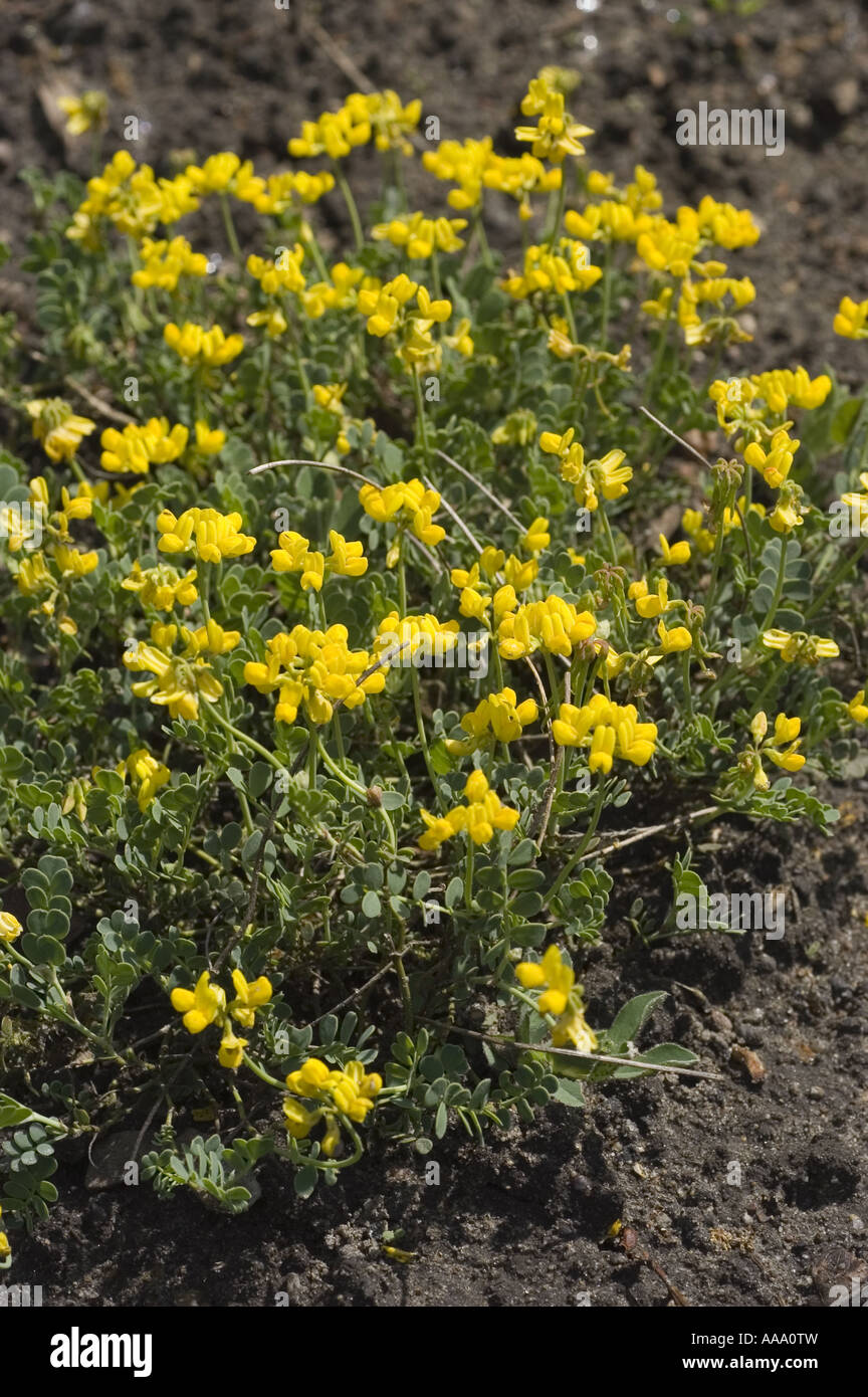 Many yellow spring flowers of small scorpion vetch - Leguminosae - Coronilla Vaginalis, Europe Stock Photo