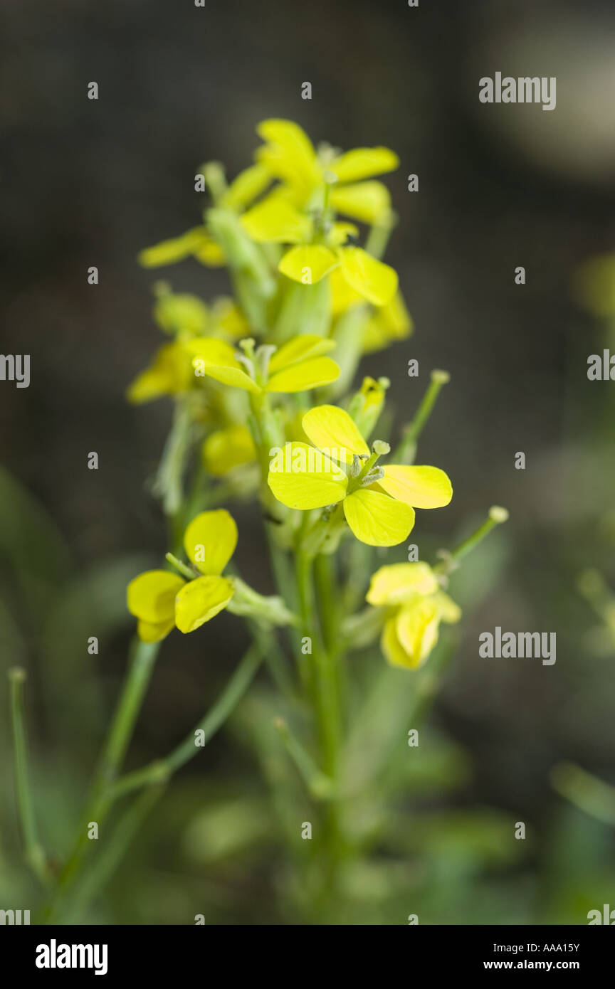 Yellow spring flowers of Decumbent Treacle mustard - Cruciferae - Erysimum decumbens, Europe Stock Photo