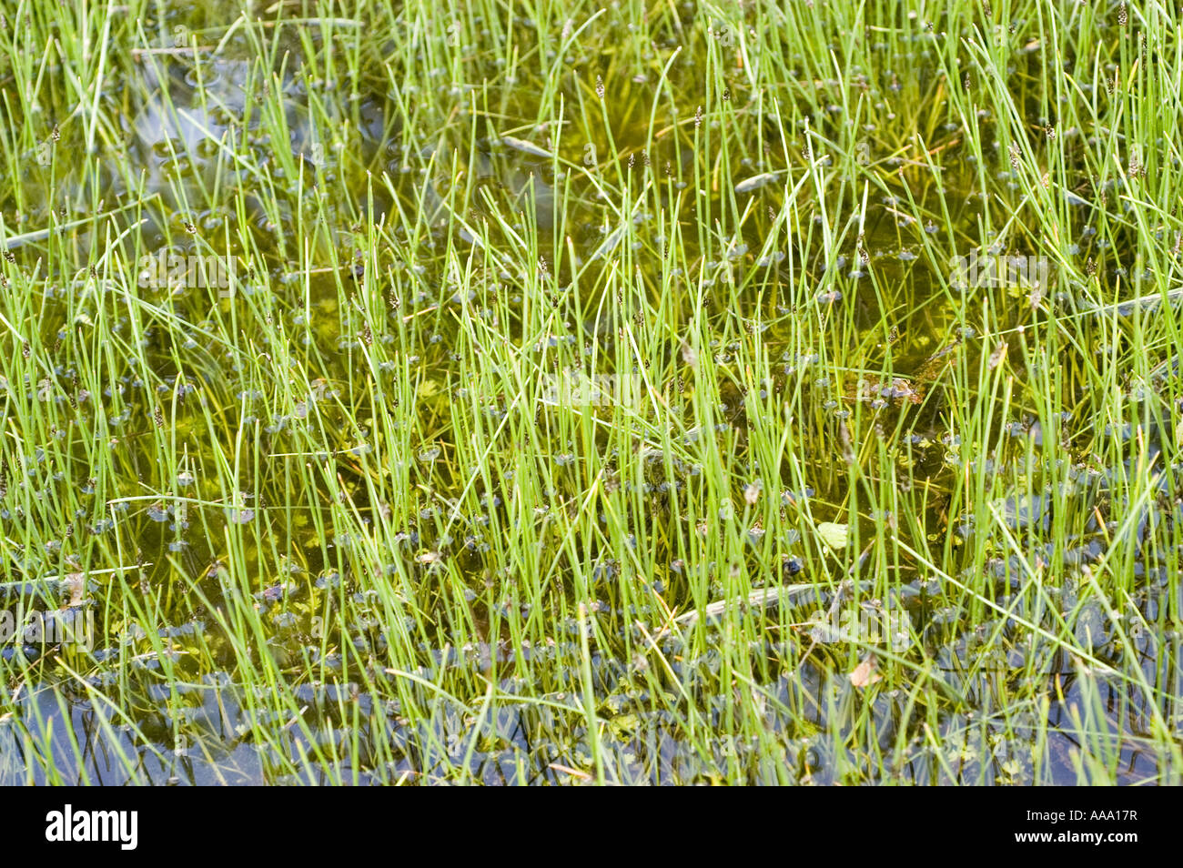 Water plant - common spikerush - Cyperaceae - Eleocharis Palustris Stock Photo