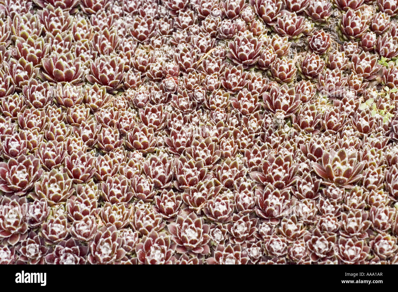 Houseleeks or Liveforever - Crasullaceae - Sempervivum marmoreum, Balkan Peninsula, Europe Stock Photo