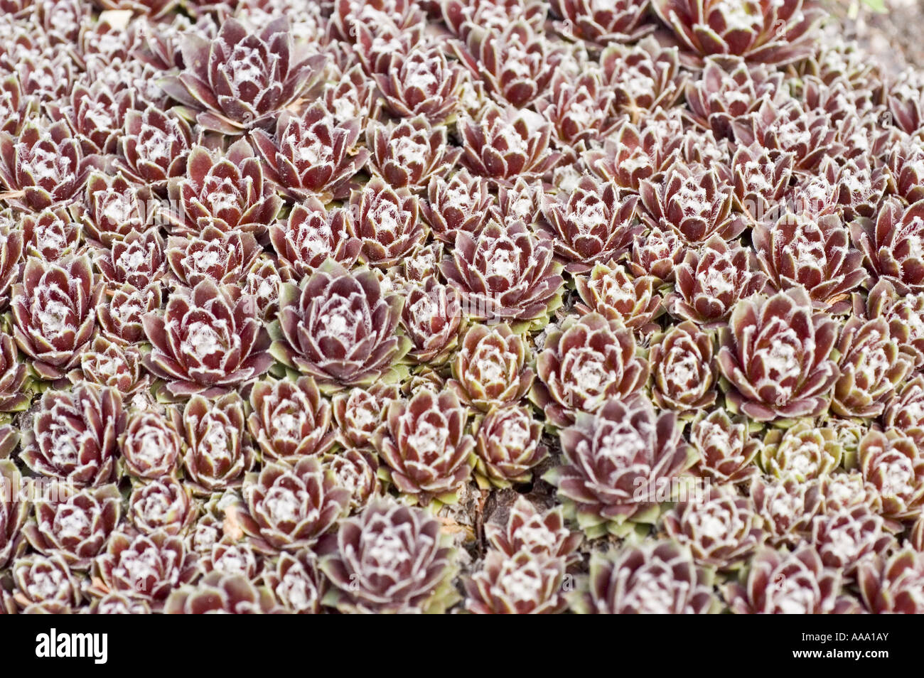 Houseleeks or Liveforever - Crasullaceae - Sempervivum marmoreum, Balkan Peninsula, Europe Stock Photo