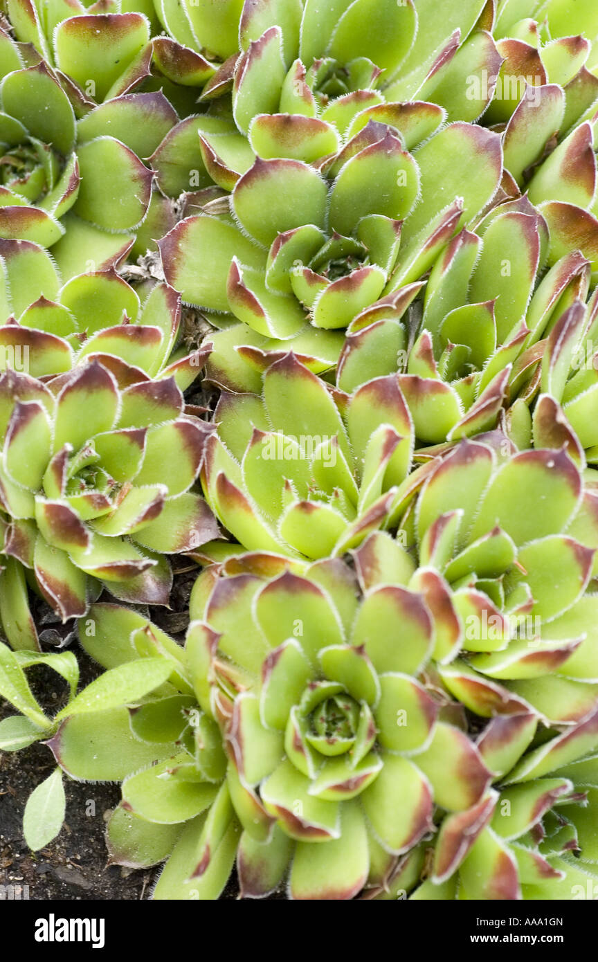 beard of Jove plant - Crassulaceae - Jovibarba heuffelii Stock Photo