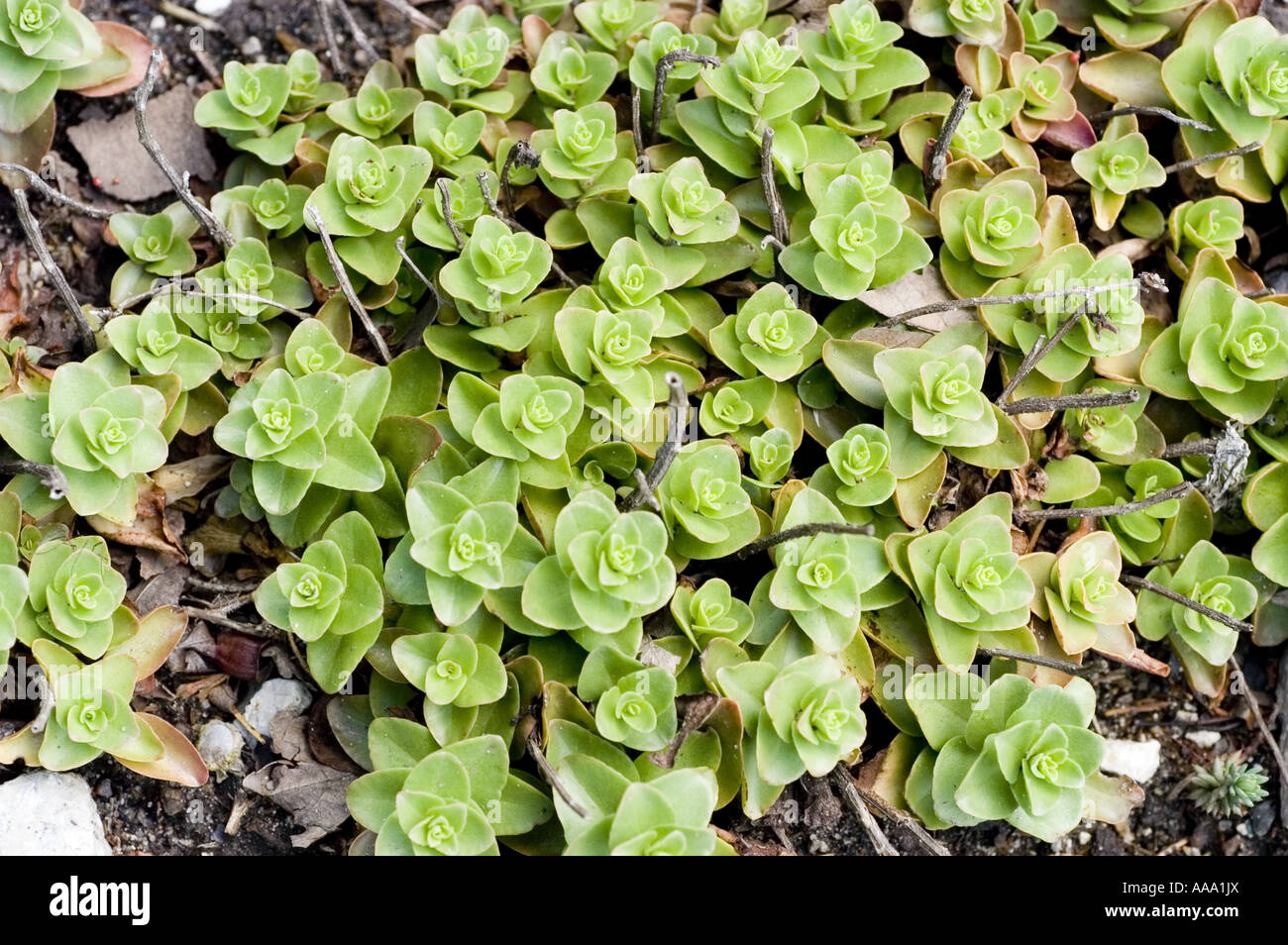 Stonecrop -Crassulaceae - Sedum obtusifolium, Caucasian mountains Stock Photo