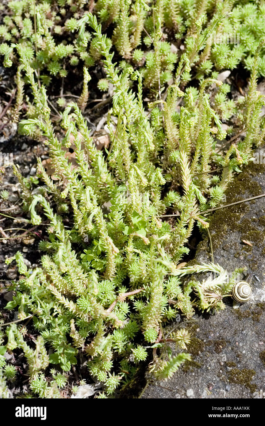 Rock Stonecrop -Crassulaceae - Sedum forsteranum or forsterianum Stock Photo