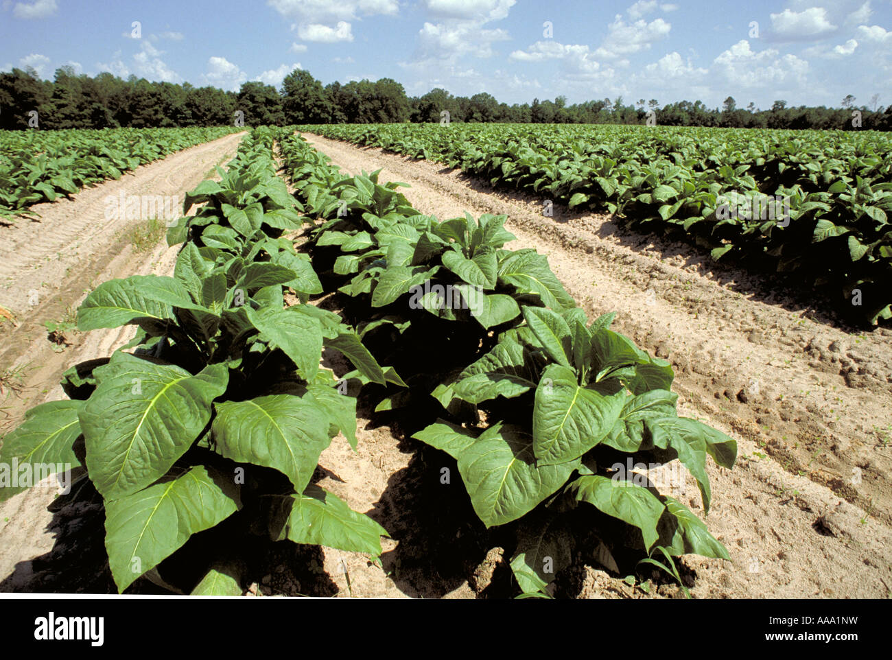 field cigarette Tobacco crop field cigarette hi-res stock photography and images