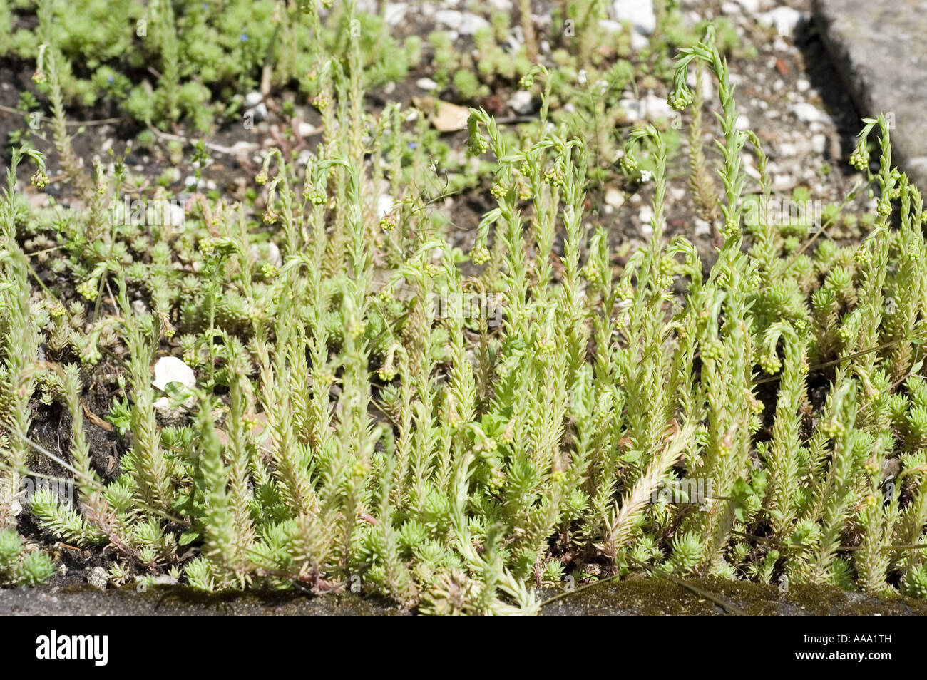 Rock Stonecrop -Crassulaceae - Sedum forsteranum or forsterianum Stock Photo