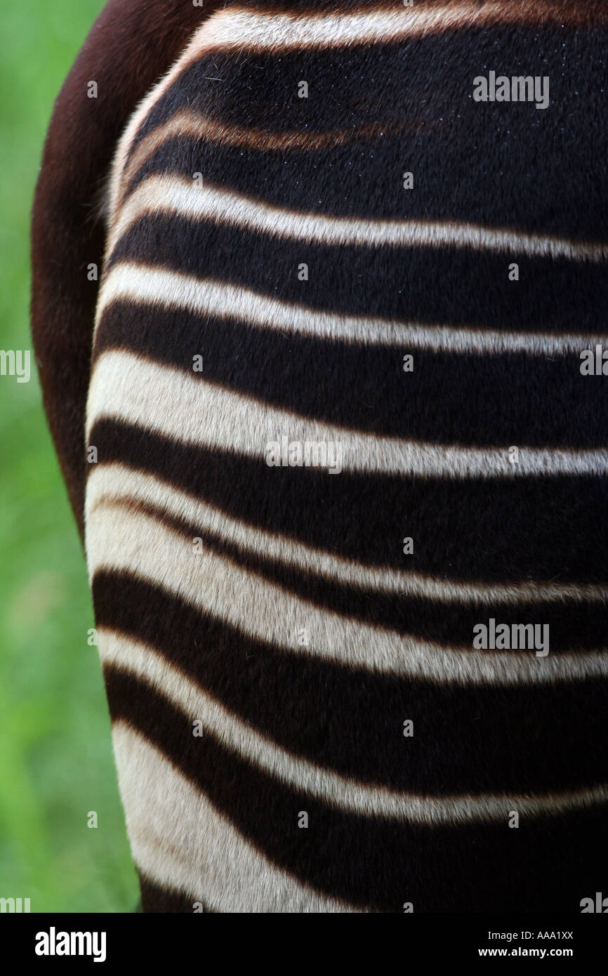 Okapi bottom patterns Stock Photo - Alamy