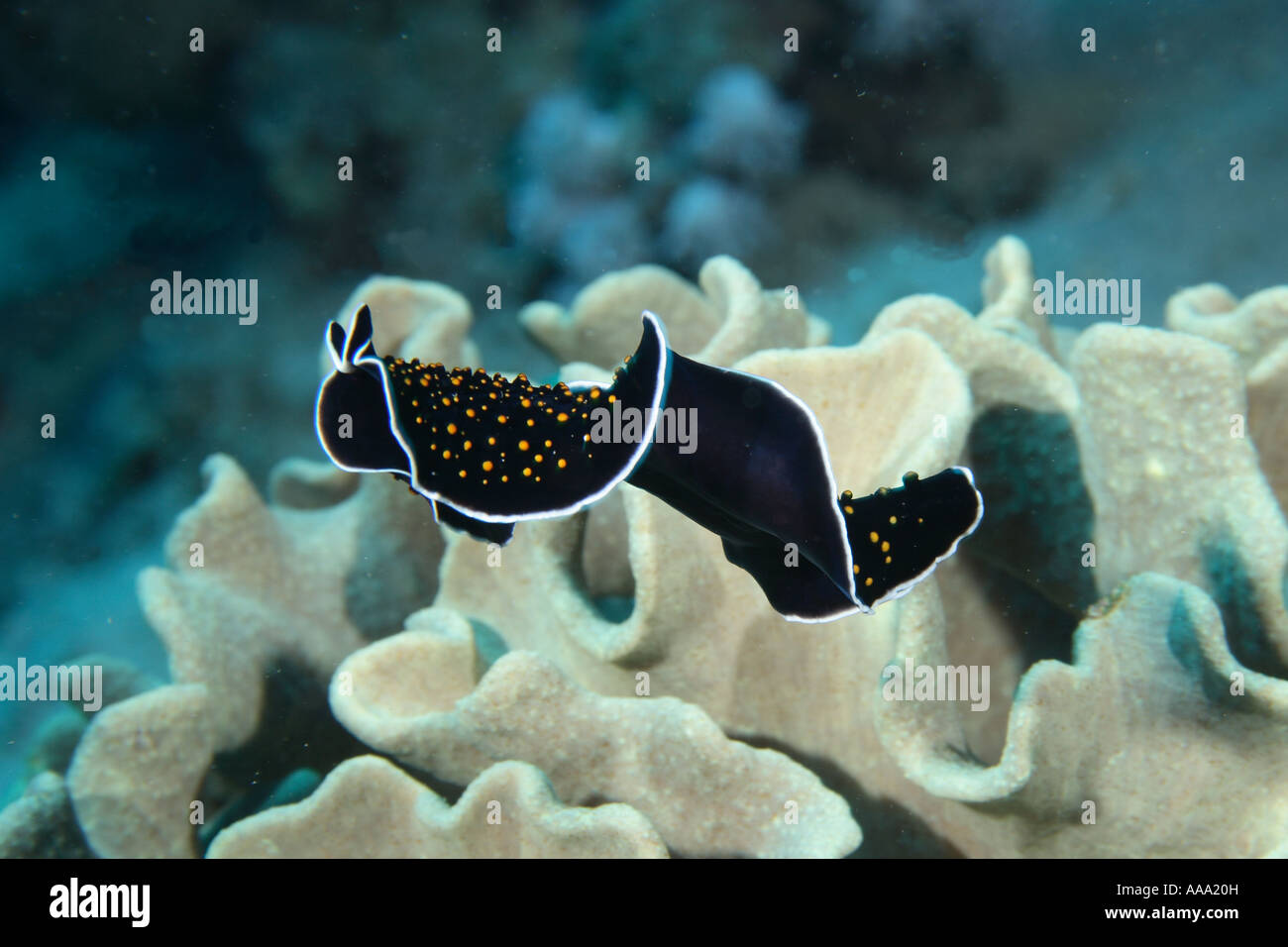 Splendid  flatworm  Dahab Red Sea Egypt Pseudocerotidae sp Stock Photo