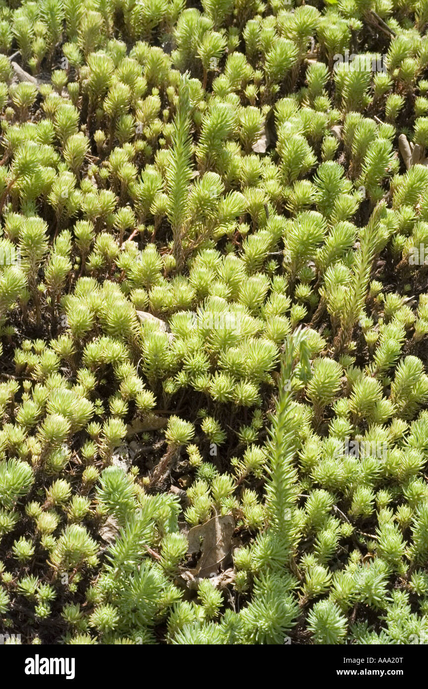 Wormleaf  Stonecrop -Crassulaceae - Sedum stenopetalum Stock Photo