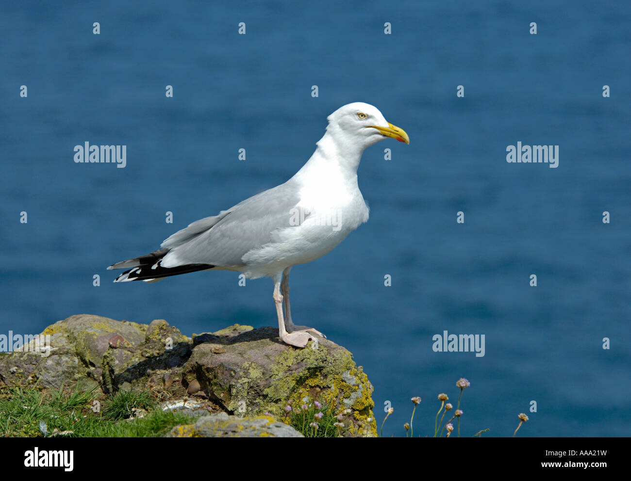 Herring Gull Latin name Larus argentatus Family Gulls (Laridae Stock