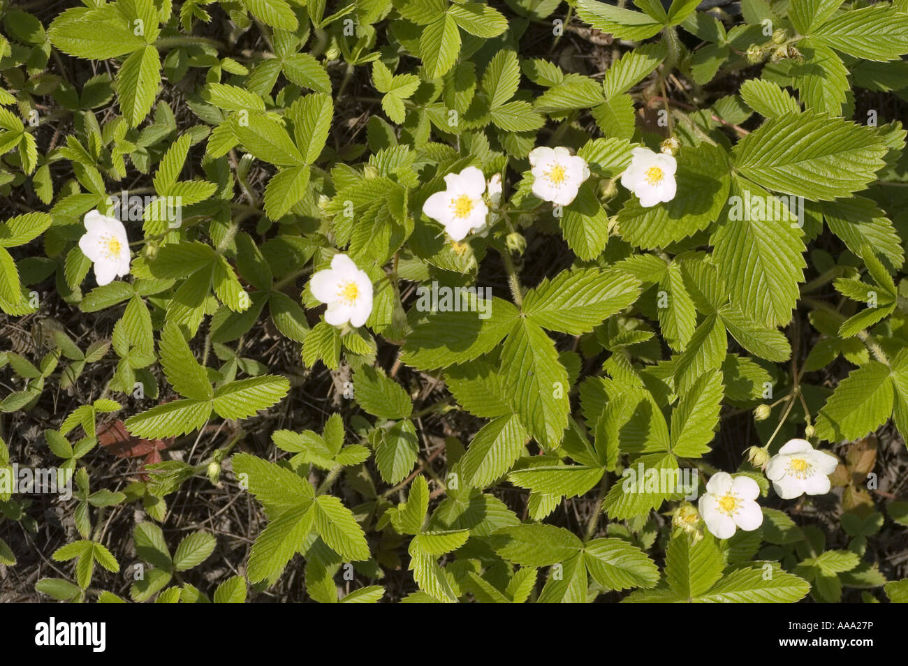 Small white flowers of Wild Strawberry - Rosaceae - Fragaria viridis Stock Photo