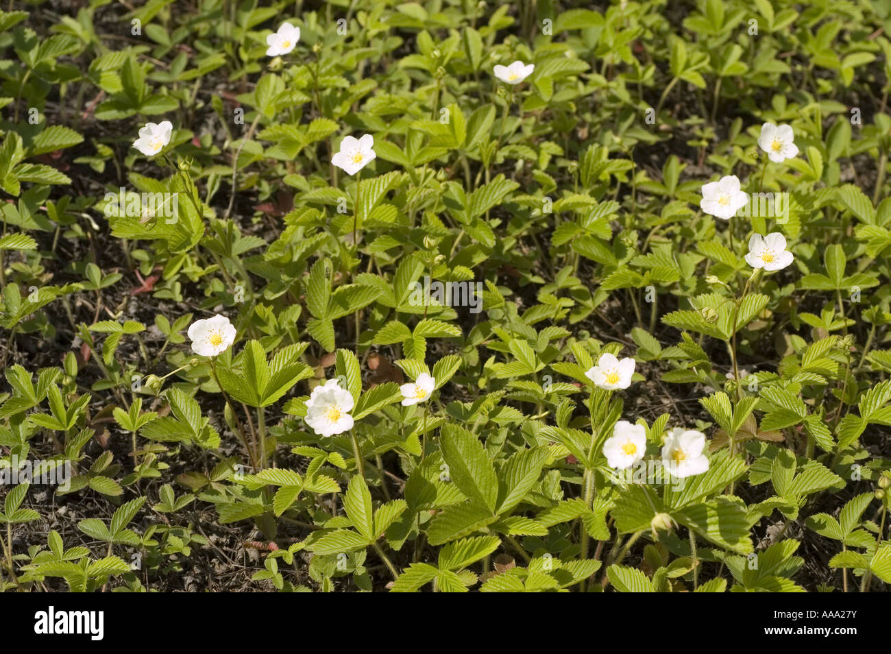 Small white flowers of Wild Strawberry - Rosaceae - Fragaria viridis Stock Photo