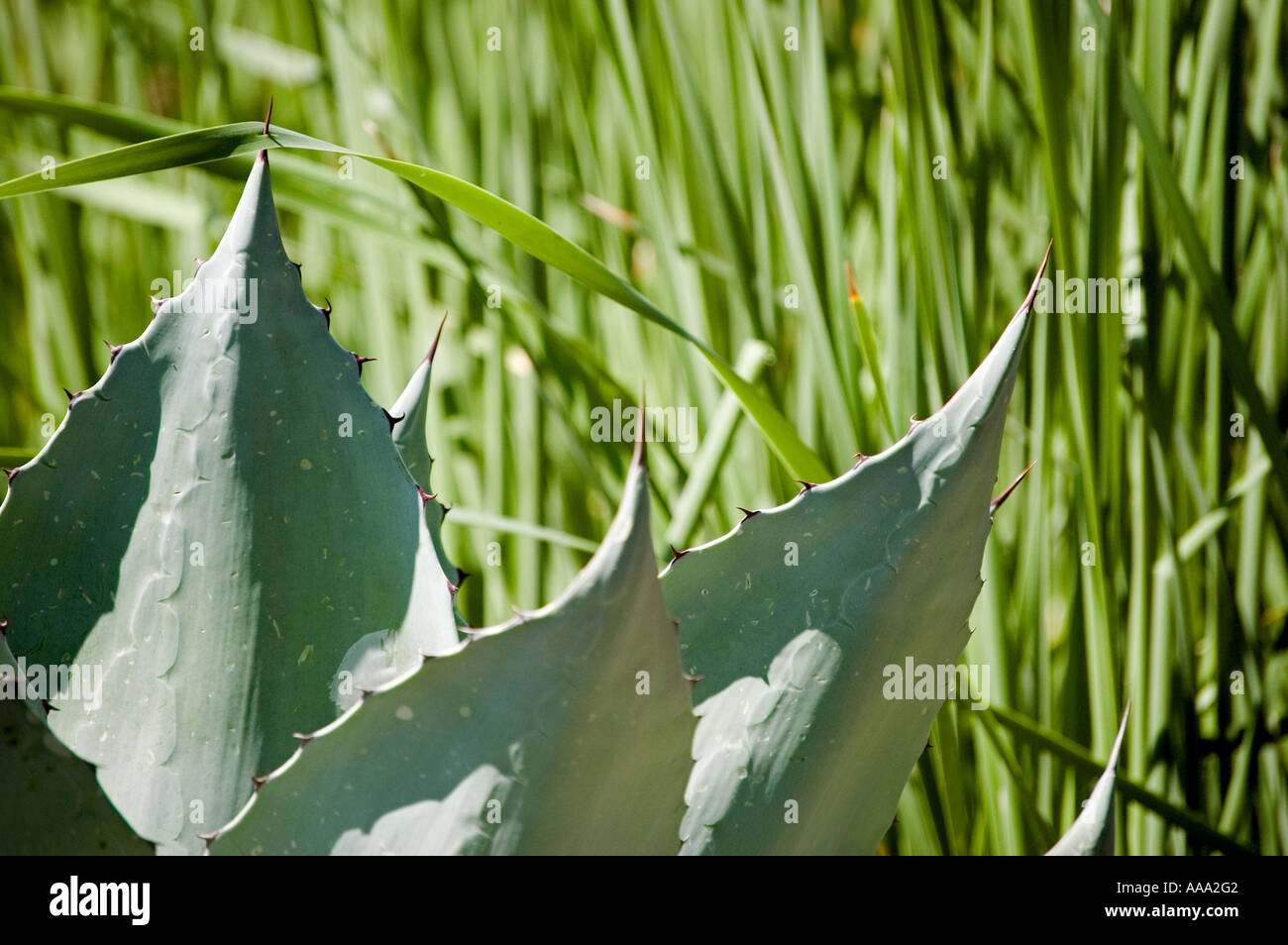 Agave thorns at the edge of grassy scenery Stock Photo