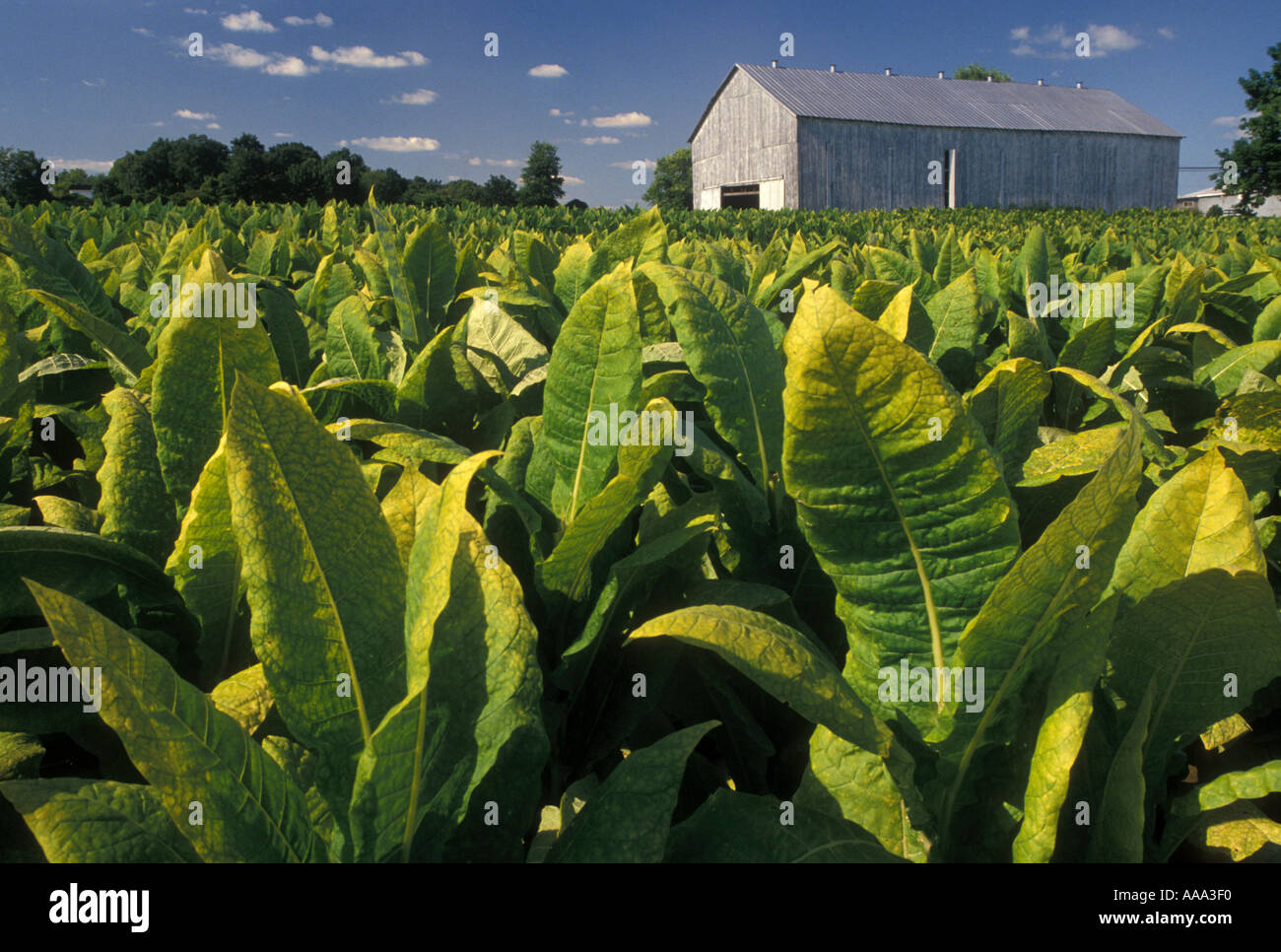 Kentucky bluegrass plant hires stock photography and images Alamy
