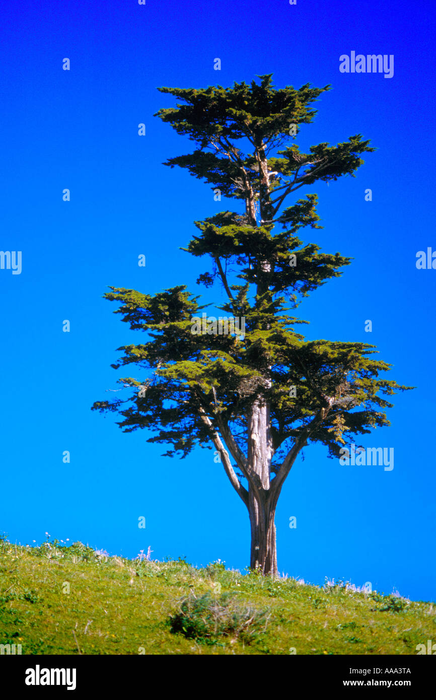 Pierce point ranch point reyes hires stock photography and images Alamy