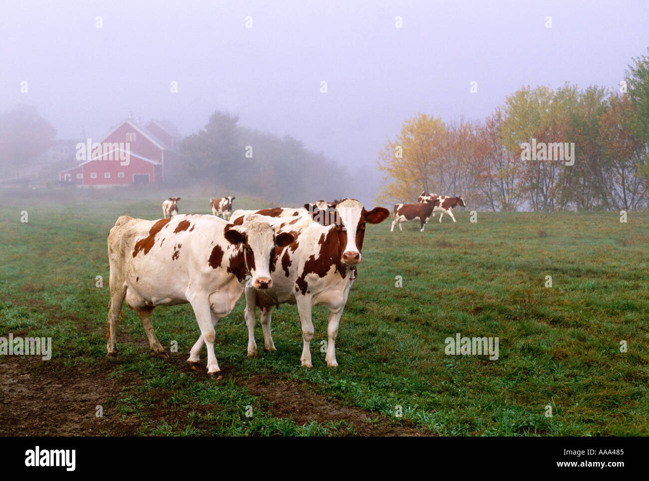 Livestock - Ayrshire dairy cows head out to pasture on a foggy morning after milking, red dairy barn in the background / Vermont Stock Photo