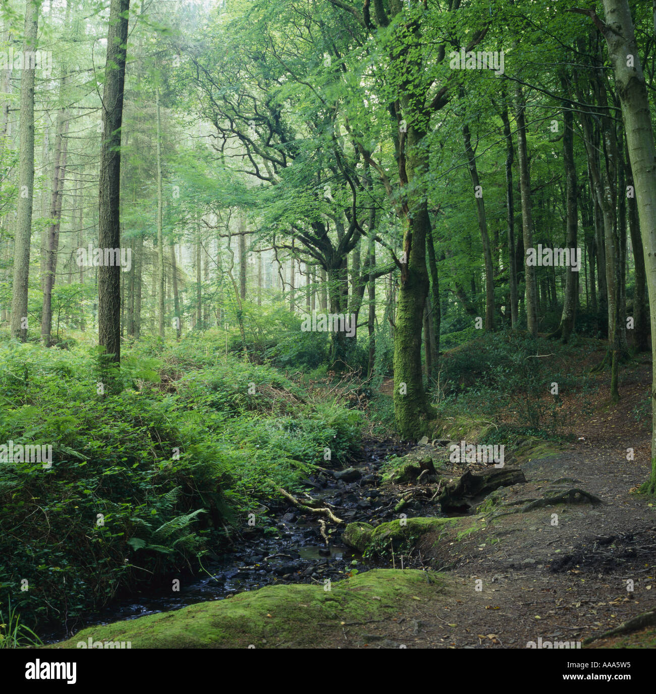 Mixed and broadleaved woodland hi-res stock photography and images - Alamy