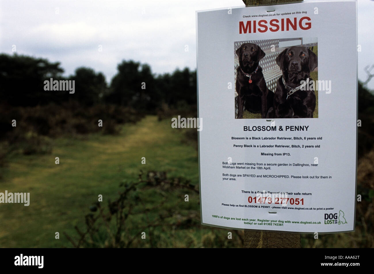 Missing dog poster, Sutton Heath near Woodbridge, Suffolk, UK. Stock Photo